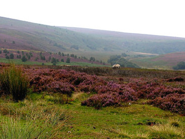 North Yorkshire Moors