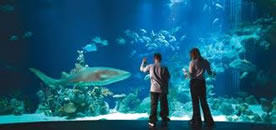The Deep, Aquarium, Hull